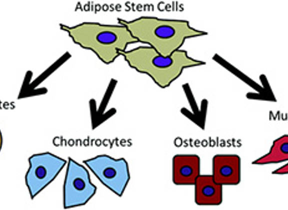 DIagram showing how adipose stem cells differentiate into adipocytes, chondrocytes, osteoblasts and muscle cells